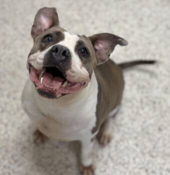 Gigi -  Pit Bull Terrier Dog for Adoption in Youngstown, Ohio - Gigi | PetCurious