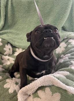 Lyra Star -  French Bulldog Dog for Adoption in Fort Worth, Texas - Lyra Star | PetCurious