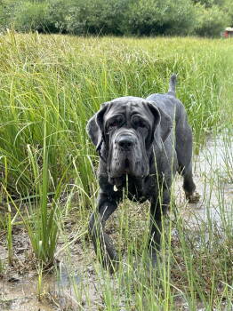 Rescue Neapolitan Mastiff Dogs for Adoption in Saint Charles, Missouri - Capri | PetCurious
