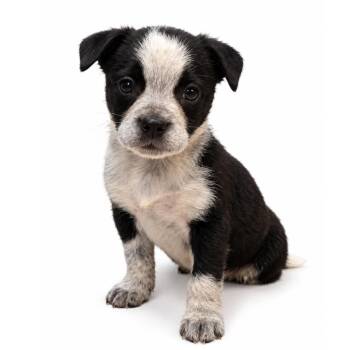 Lucy -  Border Collie and Mastiff Dog for Adoption in Saratoga Springs, New York - Lucy | PetCurious