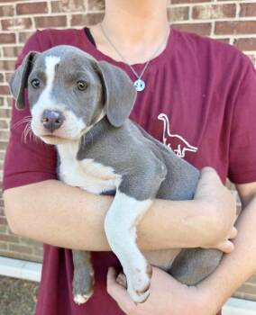 Stormie -  Terrier Dog for Adoption in Glocester, Rhode Island - Stormie | PetCurious