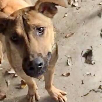 Black Mouth Cur and Mixed Breed Dogs Available for Adoption in Houston, Texas - Happy | PetCurious