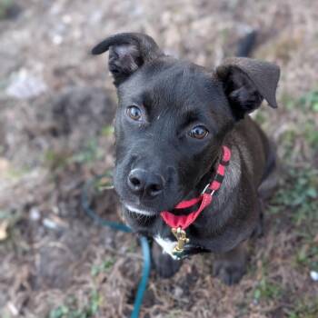 Pit Bull Terrier Dogs Available for Adoption - Bia | PetCurious