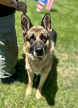 Theo -  German Shepherd Dog Dog for Adoption in Victorville, California - Theo | PetCurious