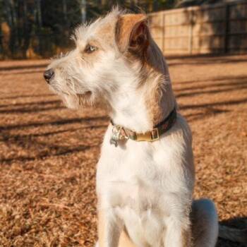 Irish Terrier and Wirehaired Terrier Dogs Available for Adoption - Goldie Locks | PetCurious