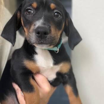 Dachshund Dogs Available for Adoption in Baton Rouge, Louisiana - Blueberry | PetCurious