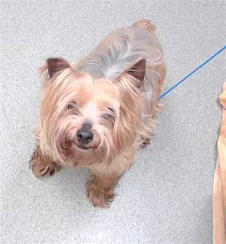 CHIPPIE -  Yorkshire Terrier and Mixed Breed Dog for Adoption in Omaha, Nebraska - CHIPPIE | PetCurious