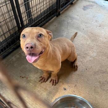 Hulk -  Mixed Breed Dog for Adoption in Lake Jackson, Texas - Hulk | PetCurious