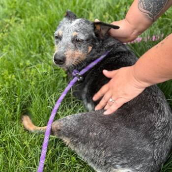 Cattle Dog Dogs Available for Adoption in York, Pennsylvania - Swiper | PetCurious