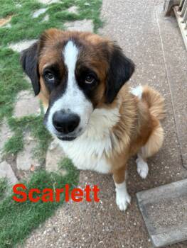 Rescue Saint Bernard Dogs for Adoption in Plano, Texas - Scarlett | PetCurious