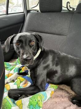 Greyhound and Labrador Retriever Dogs Available for Adoption - Daisy Aka Sprite | PetCurious