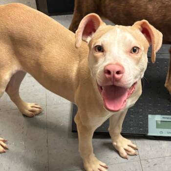 Terrier and Mixed Breed Dogs Available for Adoption - Wallace | PetCurious