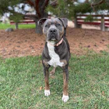 Pit Bull Terrier Dogs Available for Adoption in Fargo, North Dakota - Daft Punk | PetCurious