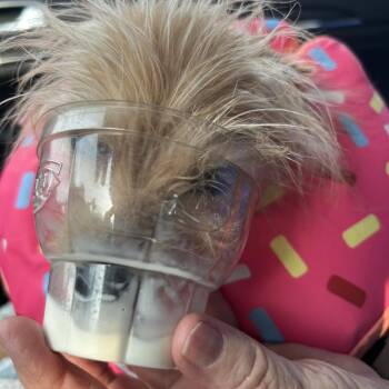 Yorkshire Terrier and Cairn Terrier Dogs Available for Adoption - Bye Felicia | PetCurious