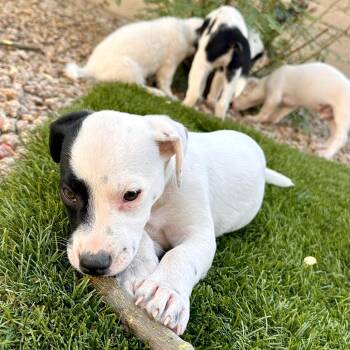 Jack Russell Terrier and Australian Shepherd Dogs Available for Adoption in Phoenix, Arizona - Ellie | PetCurious