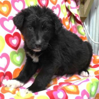 Rescue Shepherd Dogs for Adoption in Thief River Falls, Minnesota - Briellea | PetCurious