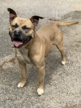 American Staffordshire Terrier and Pit Bull Terrier Dogs Available for Adoption in Petersburg, Virginia - Danny Boy | PetCurious
