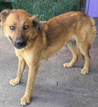 61556314 -  Shepherd and Mixed Breed Dog for Adoption in El Paso, Texas - 61556314 | PetCurious