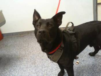 German Shepherd Dog and Mixed Breed Dogs Available for Adoption - THOR | PetCurious