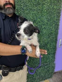 61686709 -  Terrier and Mixed Breed Dog for Adoption in El Paso, Texas - 61686709 | PetCurious