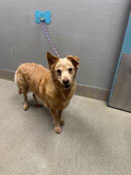 PEACHES -  Labrador Retriever Dog for Adoption in Las Vegas, Nevada - PEACHES | PetCurious