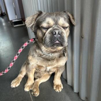 French Bulldog Dogs Available for Adoption in Idaho Falls, Idaho - Luca | PetCurious