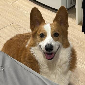 Nugget -  Pembroke Welsh Corgi Dog for Adoption in Danvers, Massachusetts - Nugget | PetCurious