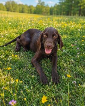 Parton -  Boykin Spaniel and German Shorthaired Pointer Dog for Adoption in Semmes, Alabama - Parton | PetCurious