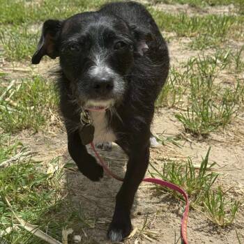 Rescue Mixed Breed Dogs for Adoption in Savannah, Georgia - Germany | PetCurious