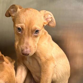 German Shepherd Dog and Mixed Breed Dogs Available for Adoption in Austin, Texas - Chrysanthemum | PetCurious