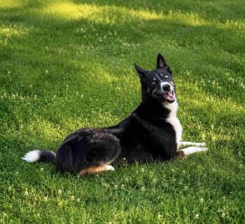 Krew -  Australian Shepherd and Husky Dog for Adoption in Indiana, Pennsylvania - Krew | PetCurious