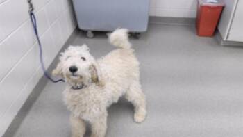 Poodle and Mixed Breed Dogs Available for Adoption in Omaha, Nebraska - SUZETTE | PetCurious