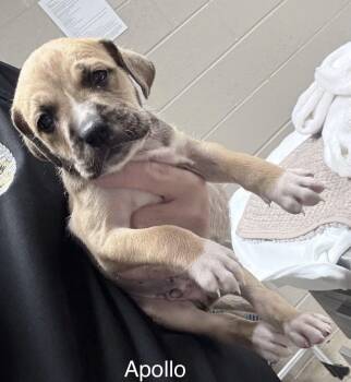 Staffordshire Bull Terrier and Labrador Retriever Dogs Available for Adoption - Apollo | PetCurious