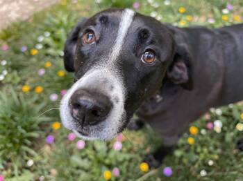 Beautiful -  Pit Bull Terrier and Golden Retriever Dog for Adoption in Sebastian, Florida - Beautiful | PetCurious