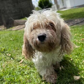 Isle -  Havanese Dog Available for Adoption in Latrobe, Pennsylvania - Isle | PetCurious