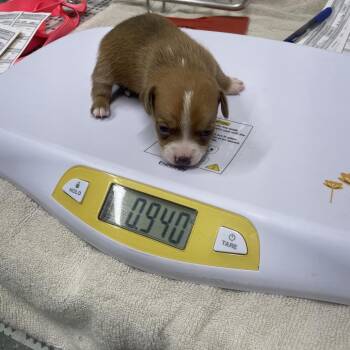 Jack Russell Terrier and Mixed Breed Dogs Available for Adoption - Penny Pup 3 | PetCurious