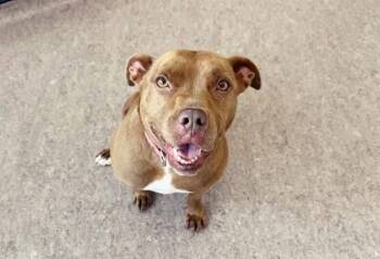 SILVA -  Terrier and Mixed Breed Dog for Adoption in Brentwood, Missouri - SILVA | PetCurious