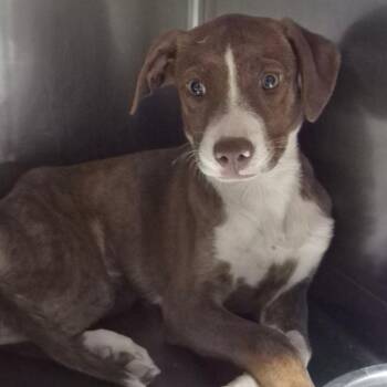 Cinnamon -  Labrador Retriever and Mixed Breed Dog for Adoption in Yuma, Arizona - Cinnamon | PetCurious