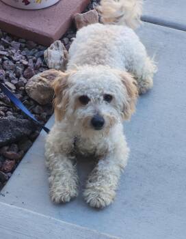 Doodle -  Bichon Frise and Poodle Dog for Adoption in Fresno, California - Doodle | PetCurious