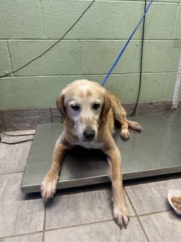 Labrador Retriever and Mixed Breed Dogs Available for Adoption in Grand Prairie, Texas - GEORGE | PetCurious