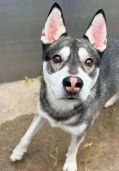 San Diego -  Husky Dog for Adoption in Chicago, Illinois - San Diego | PetCurious