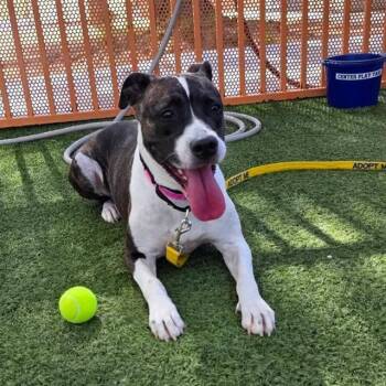 RAINBOW SPARKLES -  Boxer and Pit Bull Terrier Dog for Adoption in Las Vegas, Nevada - RAINBOW SPARKLES | PetCurious