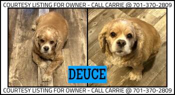 Deuce - COURTESY LISTING -  Cocker Spaniel Dog for Adoption in Valley City, North Dakota - Deuce - COURTESY LISTING | PetCurious