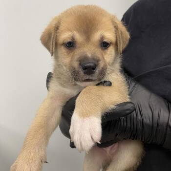 Labrador Retriever and Husky Dogs Available for Adoption in Abilene, Texas - Hashbrown | PetCurious