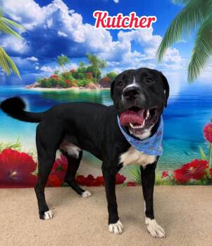 Kutcher -  Mixed Breed Dog for Adoption in Flint, Michigan - Kutcher | PetCurious