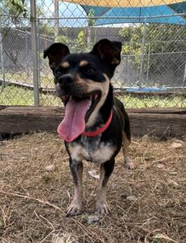 Rescue Chihuahua and Mixed Breed Dogs for Adoption in San Antonio, Texas - Rosco | PetCurious