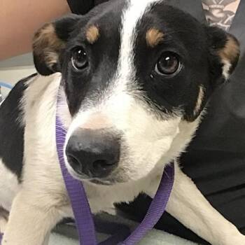 German Shepherd Dog and Mixed Breed Dogs Available for Adoption - LUPITA | PetCurious