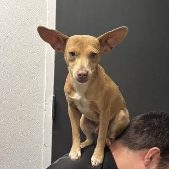 Chihuahua Dogs Available for Adoption - Zeus | PetCurious