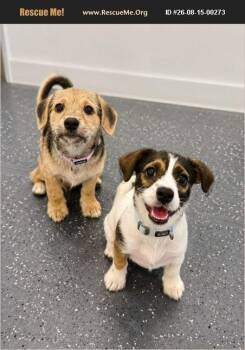 Atlas & Koda (BONDED PAIR) -  Dachshund and Jack Russell Terrier Dog for Adoption in Miami, Florida - Atlas & Koda (BONDED PAIR) | PetCurious