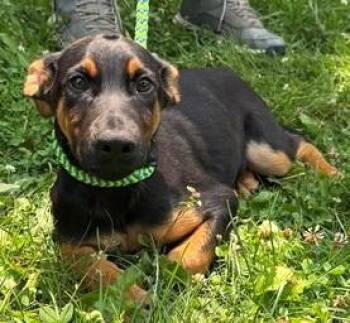 Lucky -  Mixed Breed Dog for Adoption in Morristown, New Jersey - Lucky | PetCurious